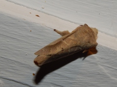 Bombycopsis nigrovittata