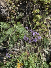 Teucrium orientale