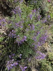 Teucrium orientale