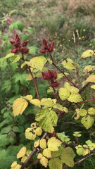 Rubus phoenicolasius