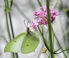 Gonepteryx cleopatra