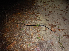 Stegonotus australis