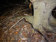 Stegonotus australis