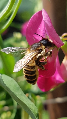 Banded Mud Bee, 6708 DE Wageningen, Netherlands, photo 8 of 10