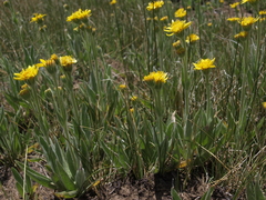 Arnica chamissonis incana