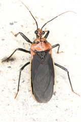 Rhiginia cinctiventris