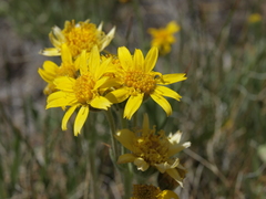 Arnica chamissonis incana