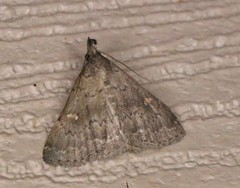 Hypenula cacuminalis