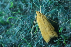 Helcystogramma rufescens