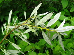 Salix pellita