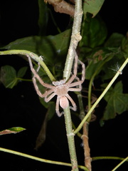 Neosparassus salacius