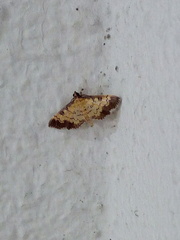 Ategumia