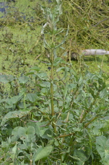Hygrophila