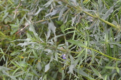 Hygrophila