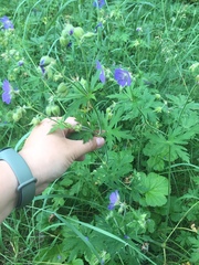 Geranium pratense
