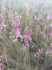 Allium praescissum