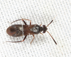 Pilophorus strobicola