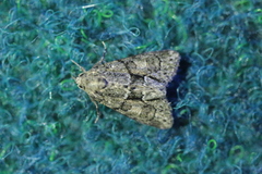 Cryphia fraudatricula