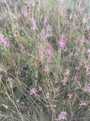 Allium praescissum
