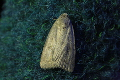 Athetis gluteosa