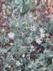 Pseudoconyza viscosa