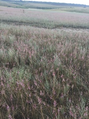Allium praescissum