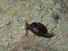 Helicarion permolle