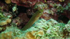 Gobius auratus