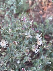 Pseudoconyza viscosa