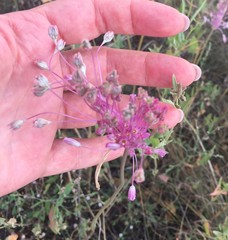 Allium praescissum
