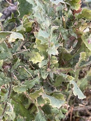 Pseudoconyza viscosa
