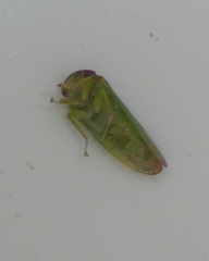 Iassus lanio