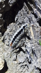 Lophocampa ingens