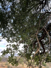 Xanthocercis zambesiaca