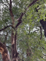 Xanthocercis zambesiaca