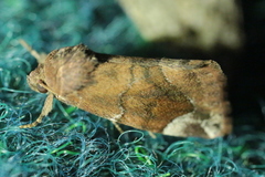 Cosmia affinis