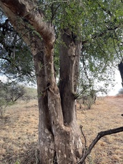 Xanthocercis zambesiaca