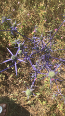 Eryngium amethystinum
