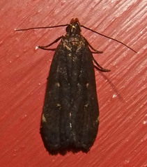 Dichomeris juncidella