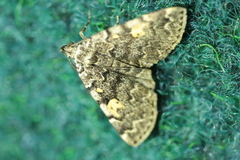 Idia calvaria