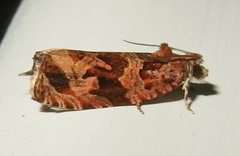 Olethreutes nigranum