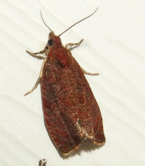 Evora hemidesma