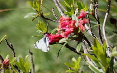 Euchloe simplonia