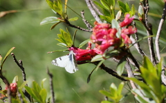 Euchloe simplonia