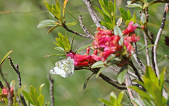 Euchloe simplonia