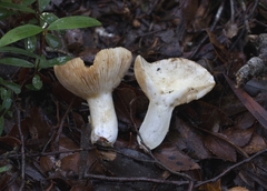Russula fuegiana