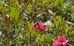 Euchloe simplonia