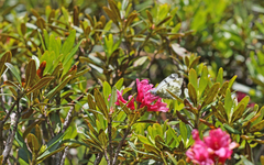 Euchloe simplonia