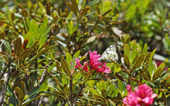 Euchloe simplonia