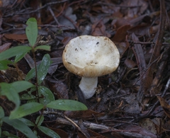 Russula fuegiana